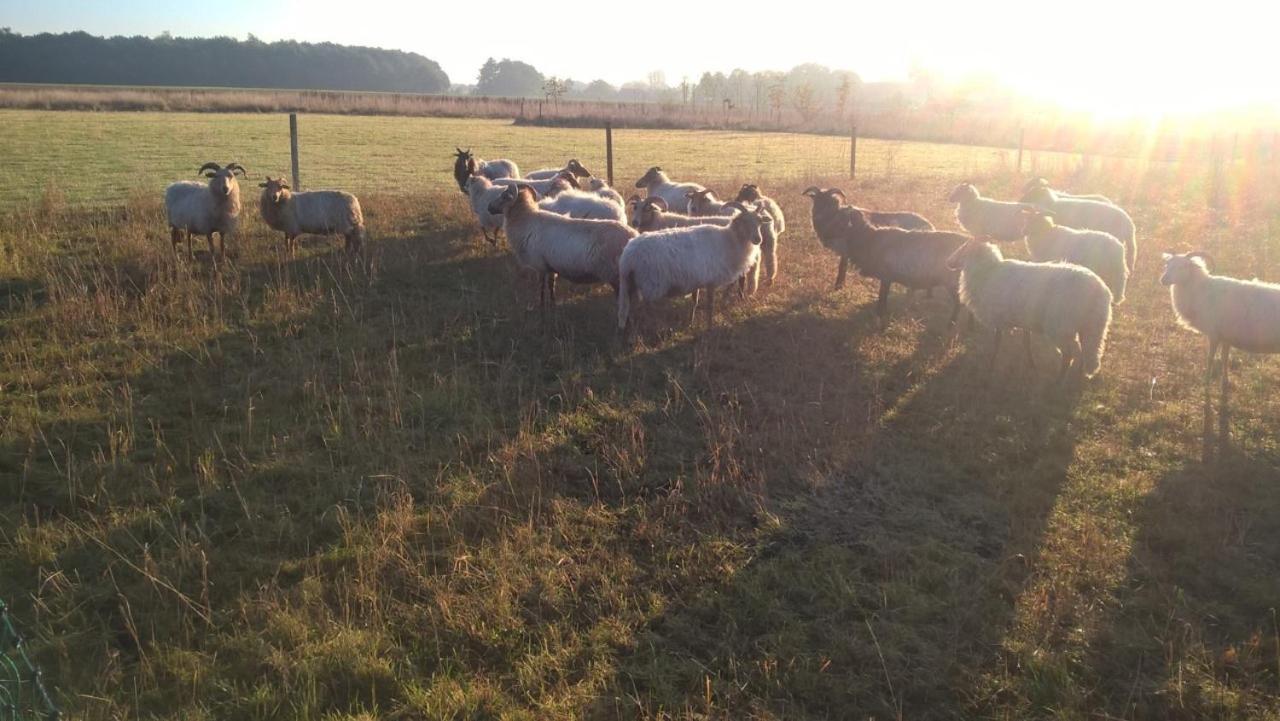 Pipowagen Elsebein Groningen Westerwolde Unieke Ligging Met Eigen Tuin En Vrij Uitzicht Over Veld Naar Natuurgebied Onstwedde Εξωτερικό φωτογραφία